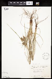 Cyperus schweinitzii image