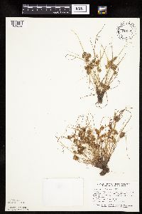 Thumbnail image of current specimen