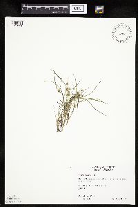 Thumbnail image of current specimen
