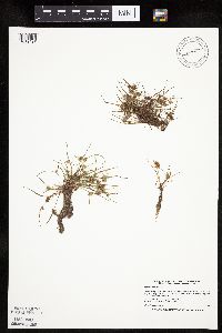 Thumbnail image of current specimen