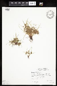 thumbnail image of current specimen