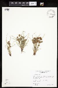 Thumbnail image of current specimen