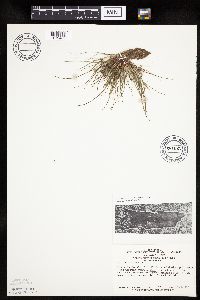 Thumbnail image of current specimen