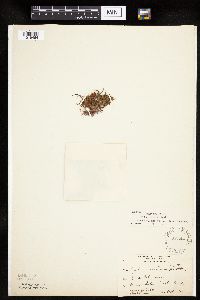 thumbnail image of current specimen