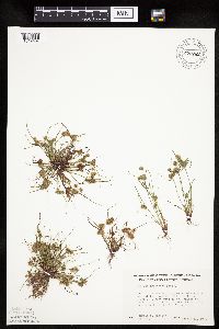 Thumbnail image of current specimen