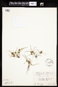 Thumbnail image of current specimen