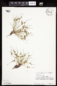 Baptisia leucophaea image