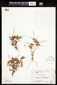 Thumbnail image of current specimen