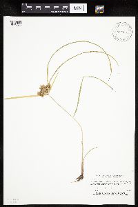 Cyperus odoratus image