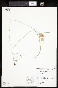 Schoenoplectiella smithii image