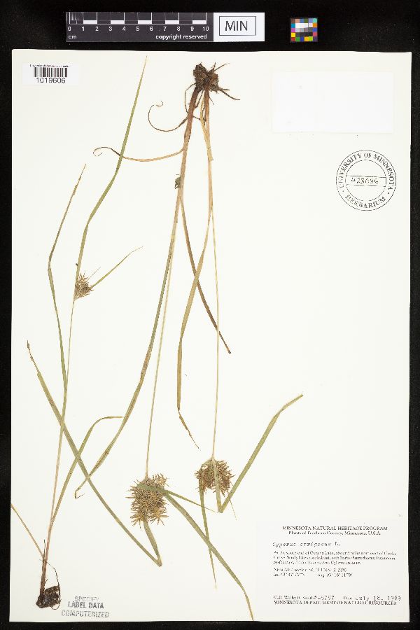 Cyperus strigosus image