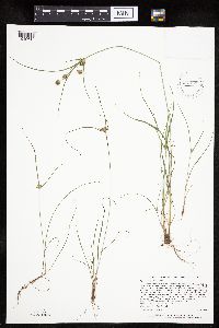Cyperus houghtonii image