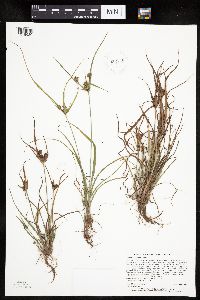 Cyperus houghtonii image