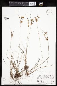 Cyperus houghtonii image