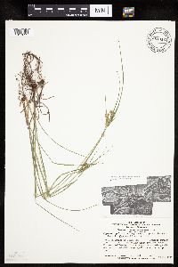 Cyperus x mesochorus image