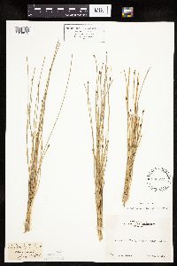 Eleocharis bolanderi image