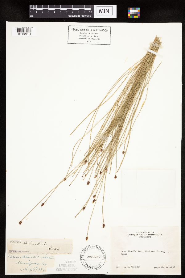 Eleocharis bolanderi image