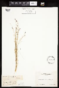 Eleocharis bolanderi image