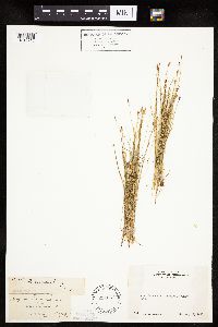 Eleocharis bolanderi image