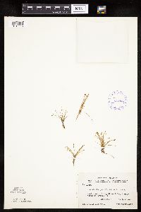 Eleocharis parvula image