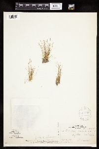 Image of Eleocharis parvula