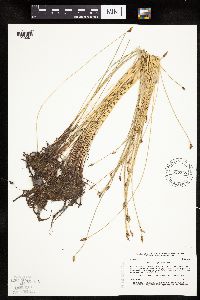 Eleocharis palustris image