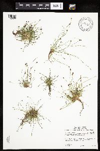 Eleocharis ovata image