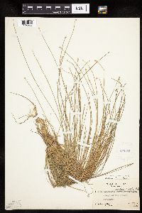 Image of Eleocharis geniculata