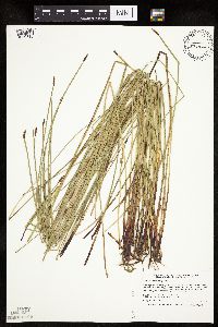 Eleocharis macrostachya image