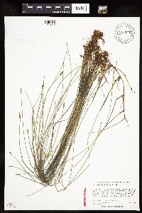 Eleocharis macrostachya image