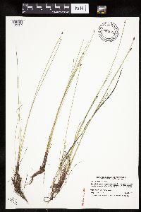 Eleocharis macrostachya image