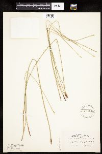 Eleocharis macrostachya image