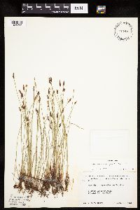 Eleocharis macrostachya image