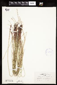 Eleocharis macrostachya image