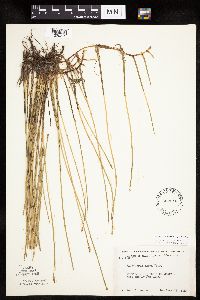 Eleocharis macrostachya image
