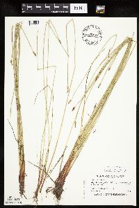 Eleocharis macrostachya image