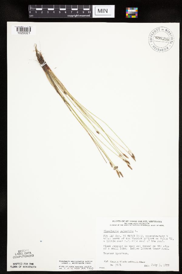 Eleocharis macrostachya image