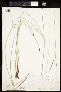 Eleocharis macrostachya image