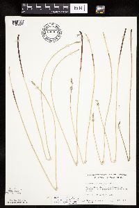 Eleocharis macrostachya image