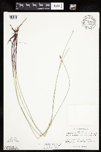 Eleocharis macrostachya image