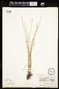 Eleocharis macrostachya image