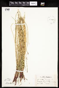 Eleocharis macrostachya image