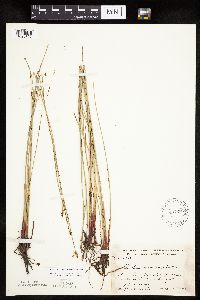 Eleocharis macrostachya image