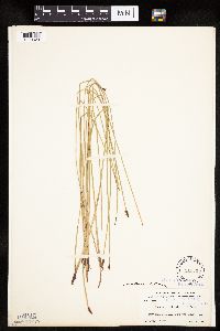 Eleocharis macrostachya image