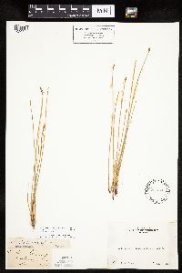 Eleocharis macrostachya image