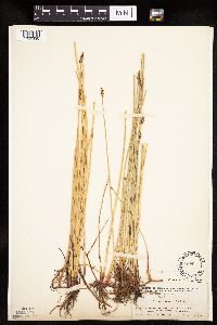 Eleocharis macrostachya image