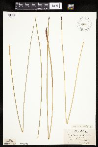 Eleocharis macrostachya image