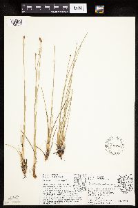 Eleocharis melanocarpa image