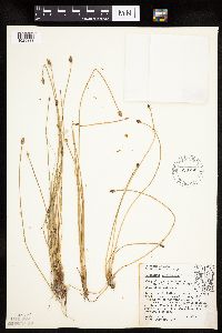 Eleocharis melanocarpa image