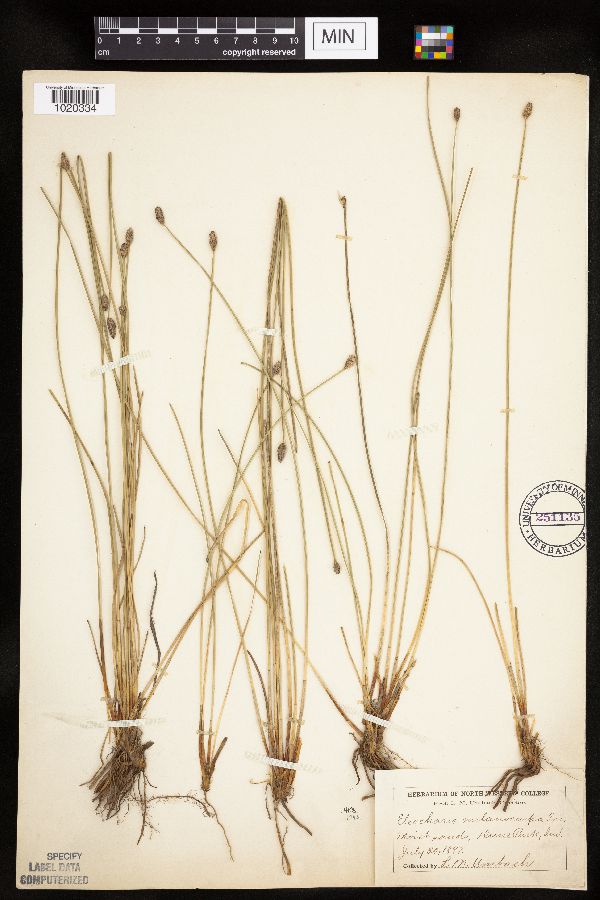 Eleocharis melanocarpa image